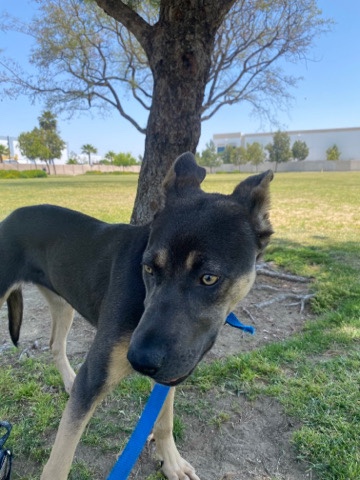 German Shepherd – need home asap