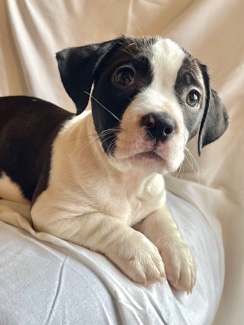 American Staffordshire Terrier – Cute mixed breed puppies 🥰text ***-5861 4 info
