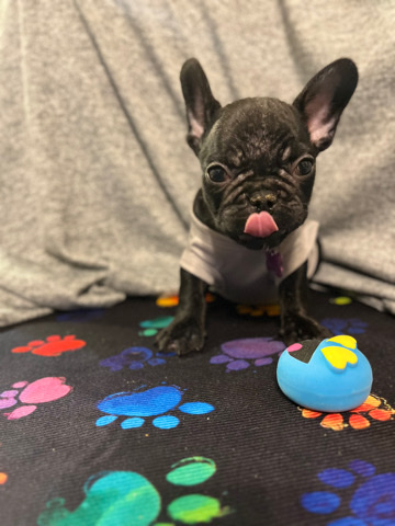 French Bulldog – Frenchie Black/boy