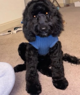 Poodle β Rehoming furry male cavapoo. π