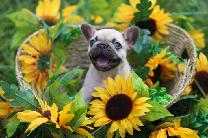 French Bulldog – cookie
