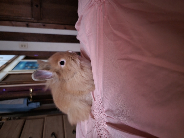 Lionhead – female rabbit