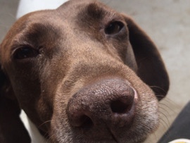 Pointer (dog breed) – pointer(chloe) in need of new home
