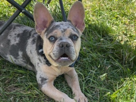French Bulldog – blu Merle French bulldog – Springfield