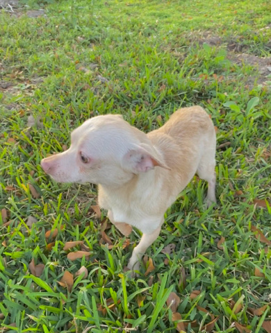 Rat Terrier – rat terrier