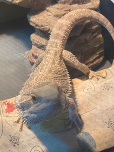 Fancy Bearded dragon