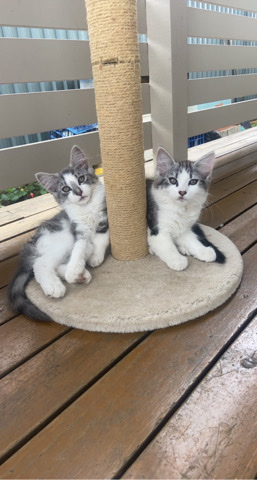 Norwegian Forest cat – kittens for sale