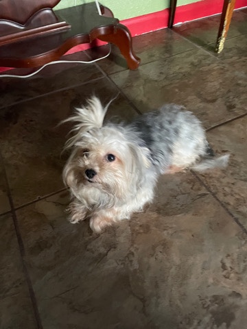 Yorkshire Terrier – female yorkie