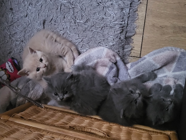 British Shorthair – British short-haired kittens