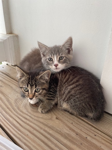 kittens