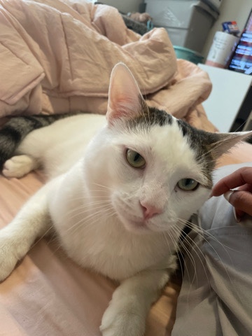rehome cat