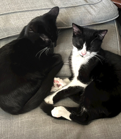 bonded pair of kittens