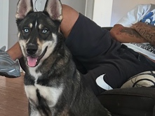 Siberian Husky – Siberian husky/ German shepherd – Norfolk