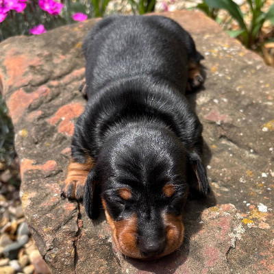 Dachshund – 7-week-old male Dachshund – Baltimore
