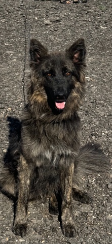 German Shepherd – Playful pup needing a loving home