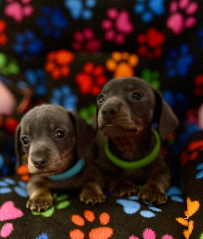 Dachshund – miniature dachshund puppies