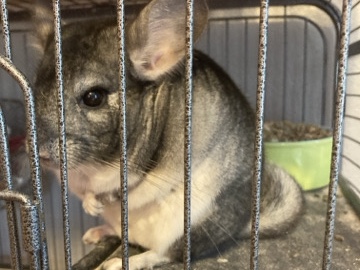 chinchilla – I’m looking for a new home