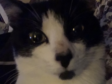 Oriental Bicolor – adorable male cat – Liverpool