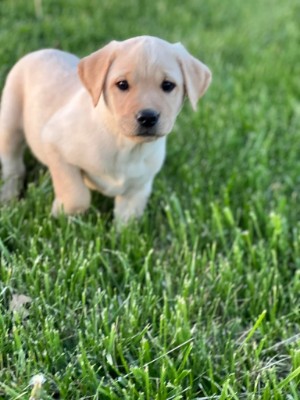 Labrador Retriever – Lab Puppy AKC – Marceline