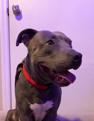 American Pit Bull Terrier – moto moto for sale