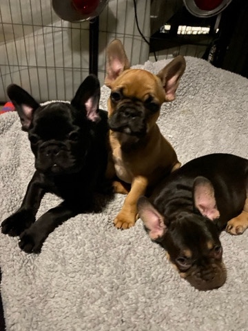 French Bulldog – Frenchies carrying chocolate, Merle, tan points, brindle, pied, Black