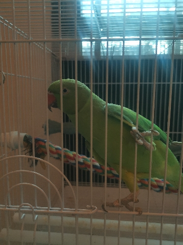 indian ring neck bird