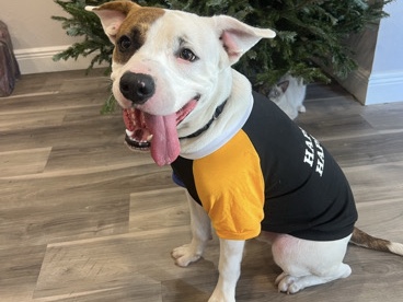 Mixed Breed – Friendly Boy Dog – Davie