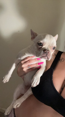 French Bulldog – French bulldog puppy