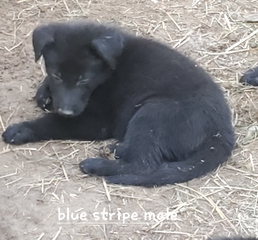 German Shepherd – AKC registered Solid black German Shepherds
