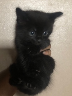 Russian White, Black and Tabby – kittens for sale ready to leave
