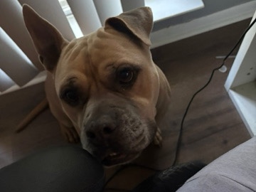 American Pit Bull Terrier – Archie Pitbull Mix – Killeen