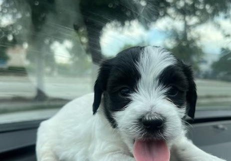 beautiful puppies
