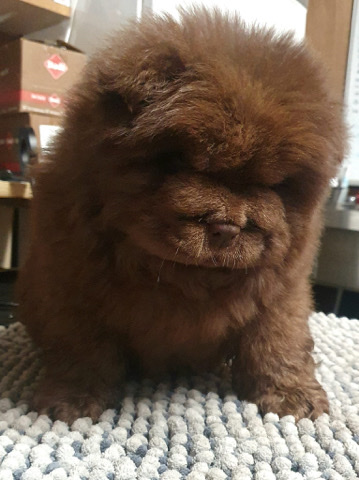 Chow Chow – rare kc champion line chocolate chow