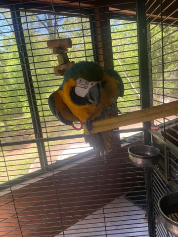 Beautiful Macaw Bird 