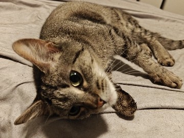 American Shorthair – Please help. Rehoming 3 yo female cat. – Columbus