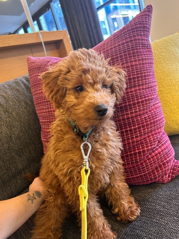 Mini GoldenDoodle