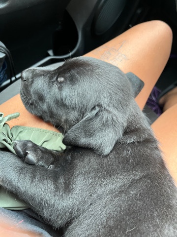 Labrador Retriever – Gucci (Black Lab)