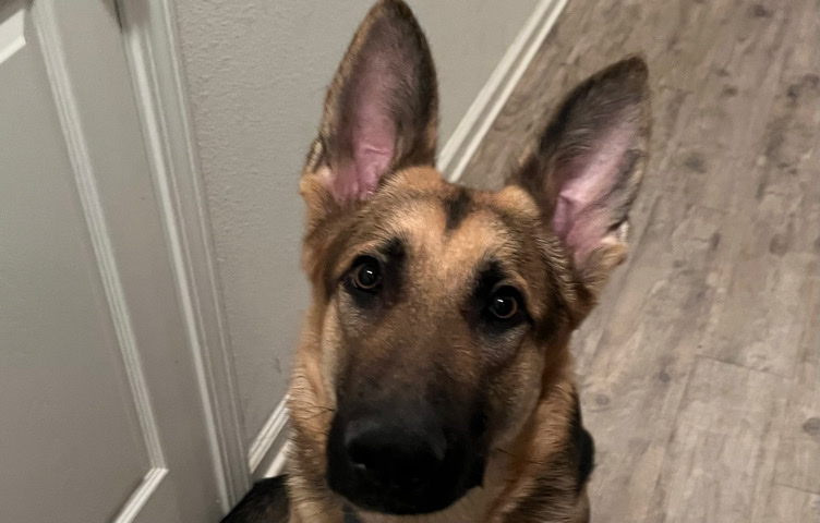 German shepherd