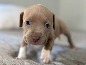 American Pit Bull Terrier – beautiful red nose puppy’s – Westville