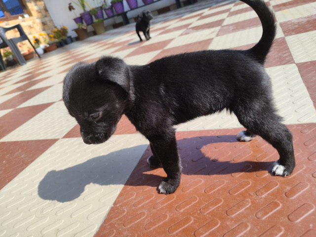 Labrador Retriever – labrador retiver