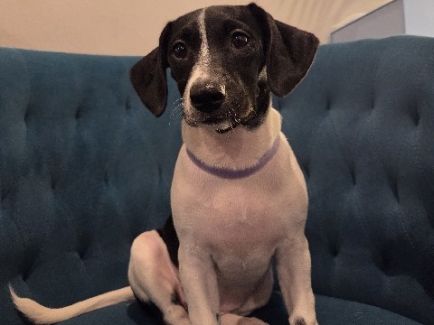 Mixed Breed – Meet Princess! – Deer Park