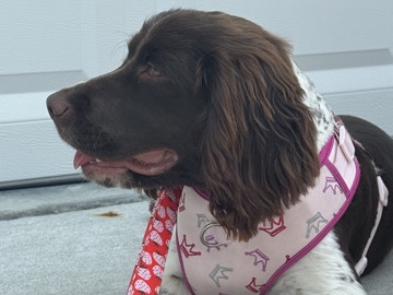 English Cocker Spaniel – purebred English springer spaniel – Hinesville