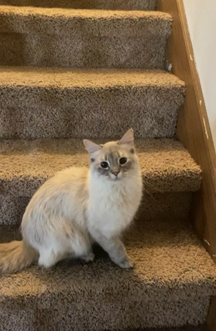 Persian (Modern) – Meet Star