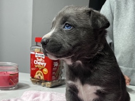 American Pit Bull Terrier – pitbul mix with husky – Norwalk