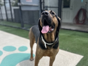 Bloodhound – Rehoming Zena – Kingsland