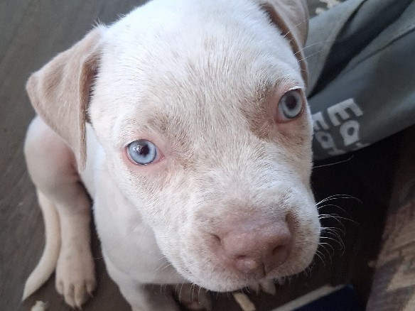 American Pit Bull Terrier – Ruth – Tulsa