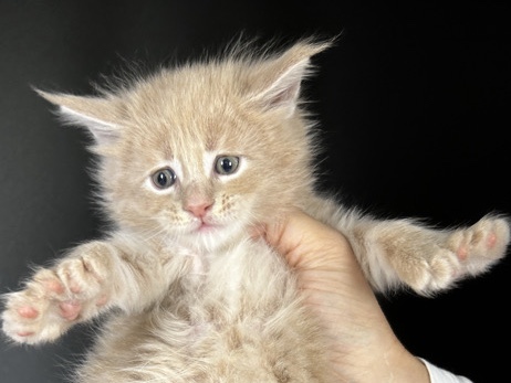 Maine Coon – Irish Cream Main Coon polydactyl – Hollywood