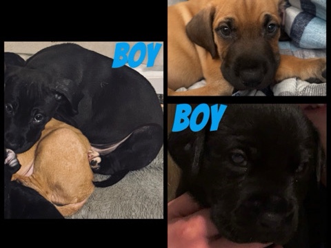 Great Dane/mutt puppies 