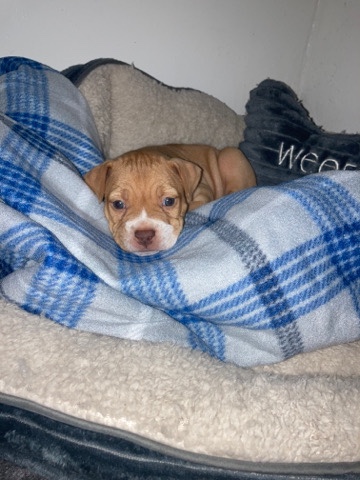 American Pit Bull Terrier – American pit bull terrier