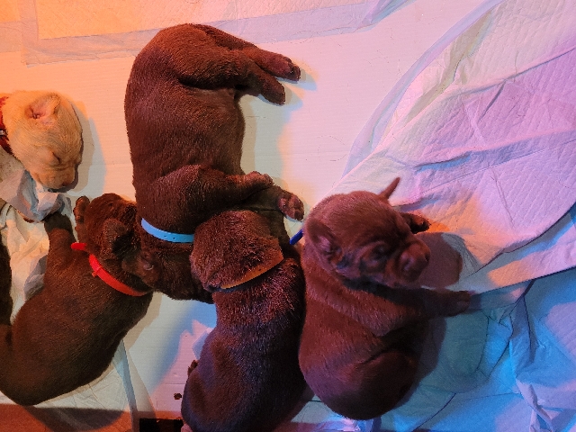 Labrador Retriever – Chocolates/yellows